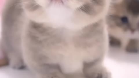 Cute cat videos | Funny cats | Animal videos