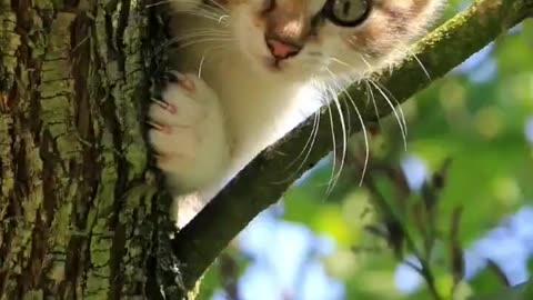 Lovely Cute Kittens ,trending cats videos