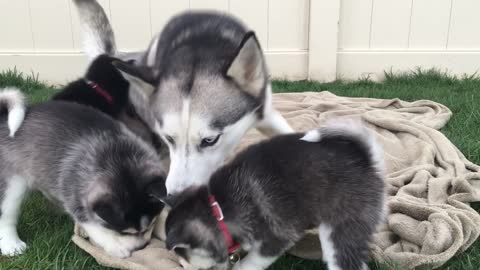 Best Bowtie Pomsky Love - Husky Mama Playing with Pomsky Puppies, Pomsky for Sale!