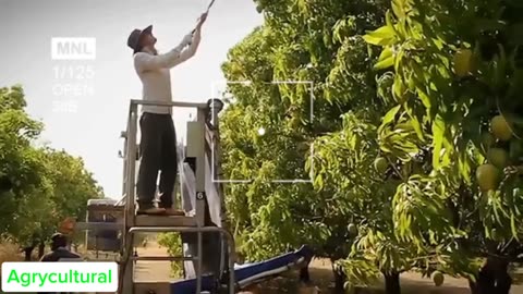 The Process of Harvesting Quality Mangoes for export‼️💯