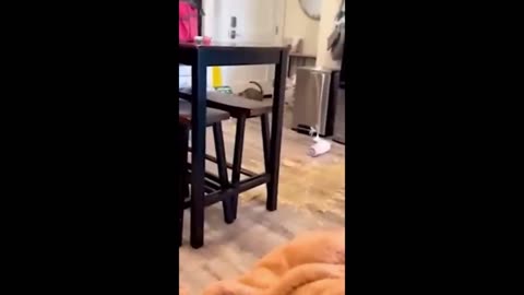 Funny animals - Funny cats / dogs - Funny animal videos 2024 - Haypyy Pett