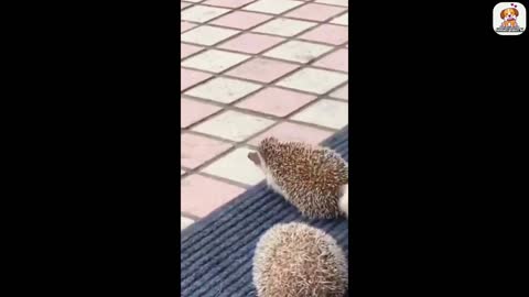 Funniest animals-Best of the funny videos 2022.