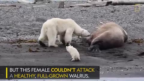 Mother Polar Bear, Desperate for Food, Tests Walrus | National Geographic