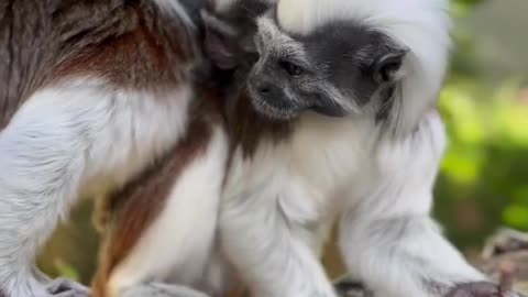Cotton- Top Tamarin Are Named For The Shock Of White Hair Encircling Their Heads A Look Reminiscent Of Albert Einstein ~Roughly The Size Of A Squirrel With White Chest & Bellies While Back & Tails Covered In Black & Brown Fur & Claw Like