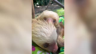 SLOTH-LY DOES IT: Baby Sloths Go On The Ride Of Their Lives