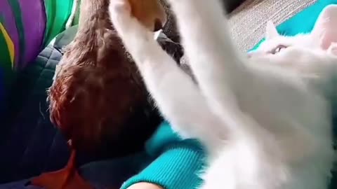 Duck fighting with cat