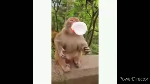 Funny 😁 monkey 🐒