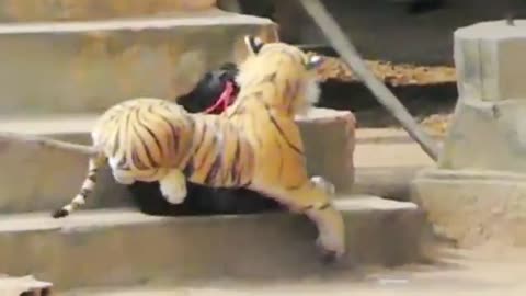 Fake Tiger Prank To dog & Huge Box Prank to dog