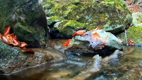 Mountain River Water Sounds Sleep Study Focus Relax to Nature White Noise