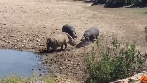 the size of the rhino was no match for the hippopotamus