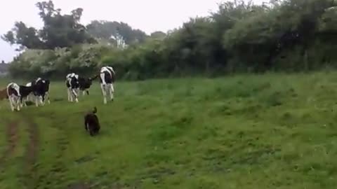 Incredible Encounter: Cows Mesmerized by Brave Pup! 🐄🐶