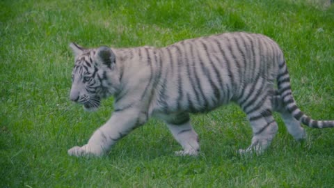 La majestuosidad en movimiento: un tigre blanco paseando por la naturaleza