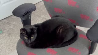 Adopting a Cat from a Shelter Vlog - Cute Precious Piper is Doing More Thinking in the Office