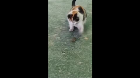 funny animal video's