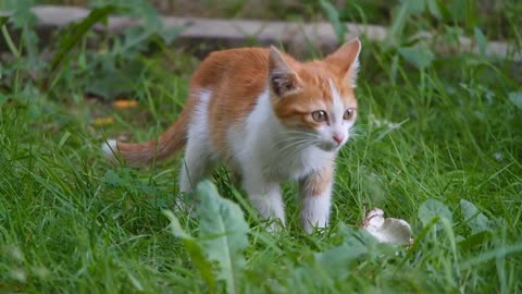 Cute cat playing on outdoor