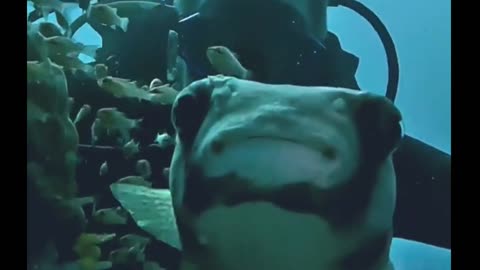 Pufferfish Selfie 🤩