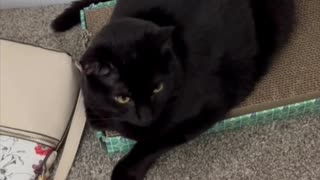 Adopting a Cat from a Shelter Vlog - Cute Precious Piper is an Example of Staying Focused #shorts