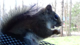 Red Squirrel