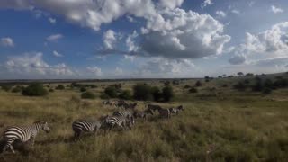 Nairobi national park