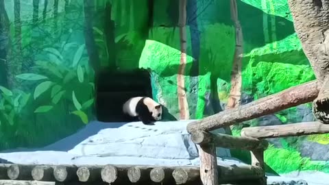 Baby panda all grown up