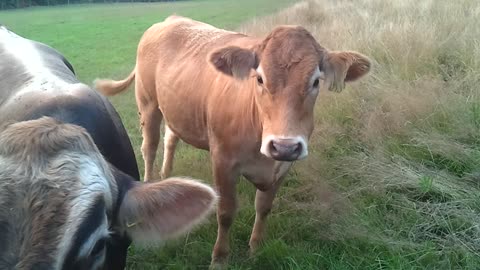 Nice German cows stand in a meadow and look in amazement