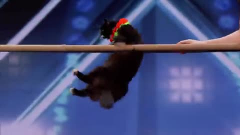 The Savitsky Cats: Super Trained Cats Perform Exciting Routine America's Got - Talent 2023
