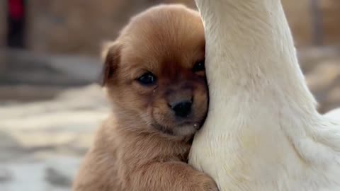 Dogs look for mother duck to warm up in cold weather #Dogs #Cute pets #Kangziqi version of monologue