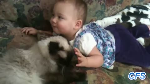 cute funny cats love babies