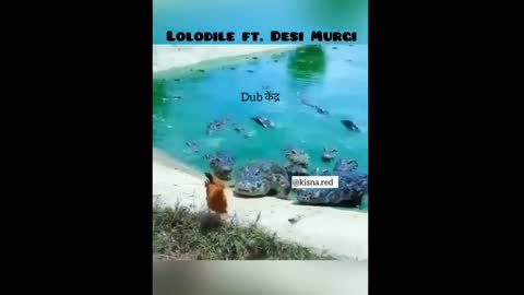 lolodile 🐊 funny dub video 😂 | lolodile sewa | crocodile funny video