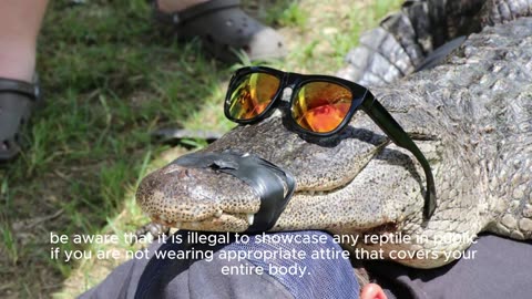 Unraveling the Quirky Laws of Florida | Exploring the Bizarre Side of the Sunshine State