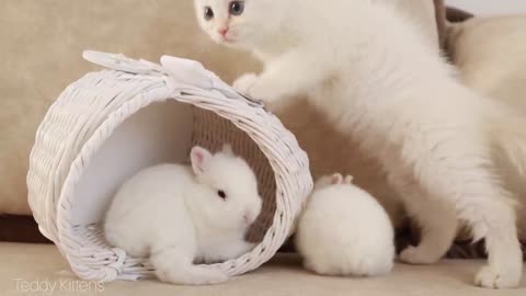 White ~ kitten ~ and ~ white ~ tiny ~ bunnies ~ It's ~ so Сute