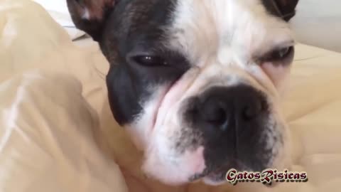 Funny english bulldog. The funniest dog videos!