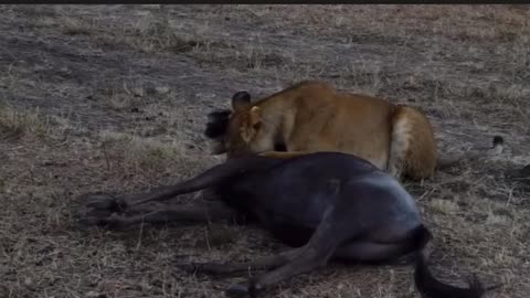 Wildebeest was no match for the lion