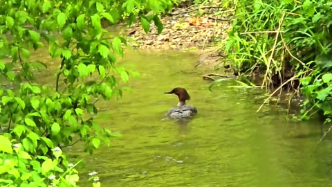 A beautiful female common merganser in a very small stream / A very beautiful water bird.