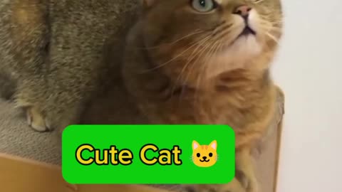 Cute Cat 🐱❤️