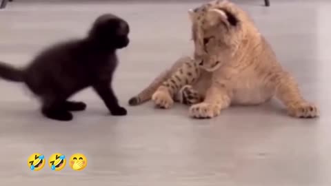 Lion vs Cat fighting| Wait for it
