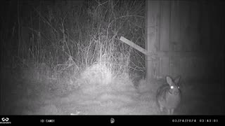 Backyard Trail Cams - Rabbit at Hole in Fence