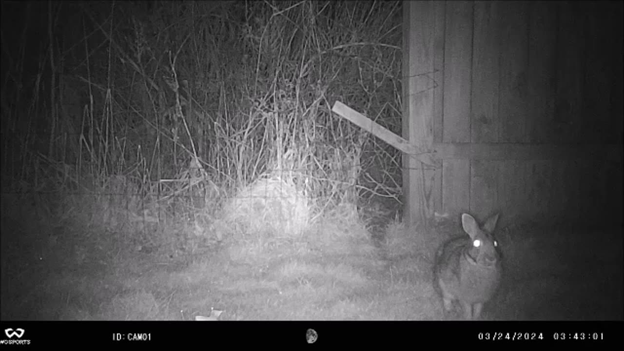 Backyard Trail Cams Rabbit at Hole in Fence