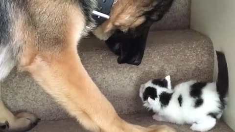 Helpful Pup Carries Foster Kittens Upstairs