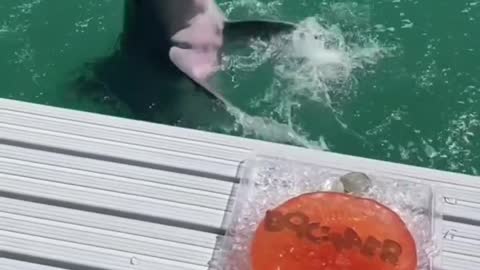 Dolphin birthday 🎂