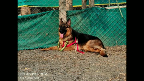 top quality german shepherd dog for stud service in telugu/8179439809 /aj pets