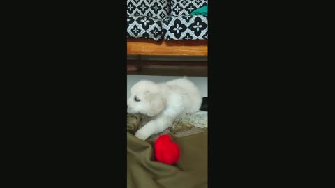 golden retriever puppy playing #charlie #cute #funny