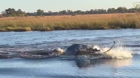 impressive hippopotamus attacks lion crossing the river