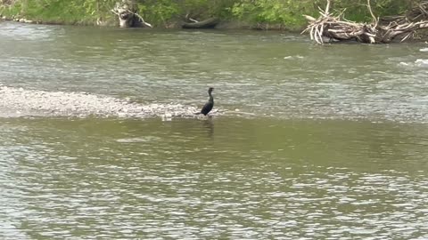 Cormorant is back on the Humber River