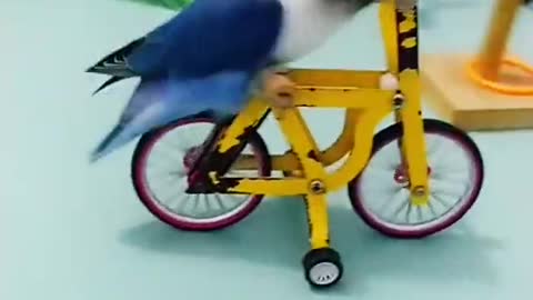 Amazing Parrot Video / Cute Baby Smart Parrot #part-391