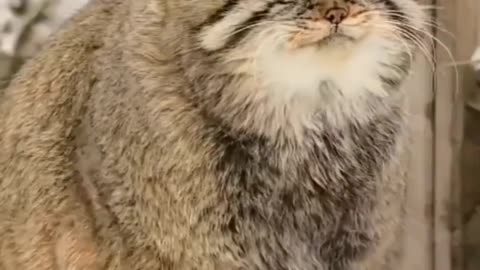 Pallas Cat's Snow Survival Secret: Sitting on Tail