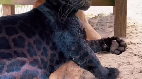 Jaguar and Puma Best Friends! AMAZING