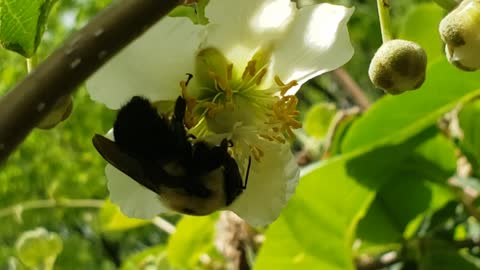 Kiwi Pollination by ground bumblebees