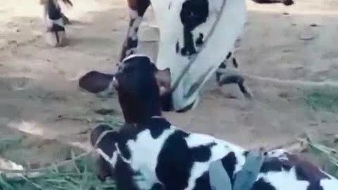 Mother Cow Clearly Asks Man To Rescue Her Newborn Calf Cow cute cow baby cow#cow