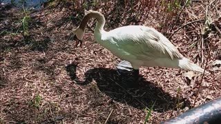 Swans nesting